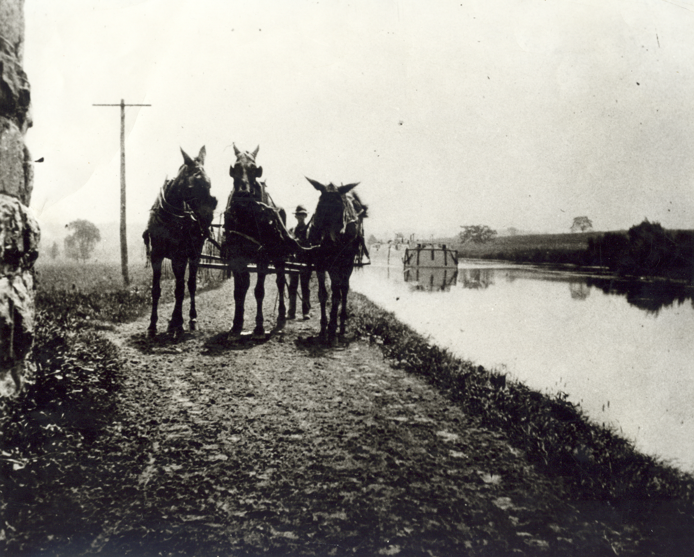 Team of mules pulling a canal boat.